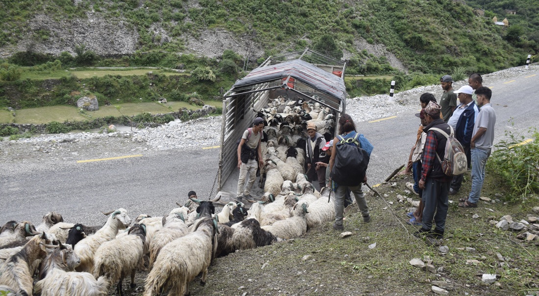 च्याङ्ग्राको व्यापारमा बित्छ दसैँ, फोनमै साटिन्छ परिवारको खुसी